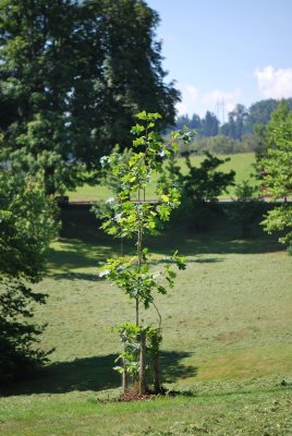 Quercus rubra 'Aurea' - dub červený - letní habitus (51)